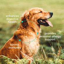 Colostrum Immune System Powder Supplement for Dog: 120 scoops
