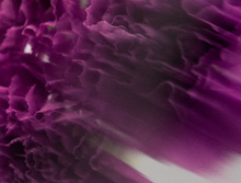 Magnesium Spray | Lavender