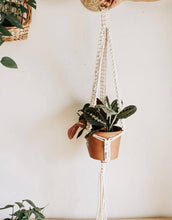 Macrame Plant Hangers